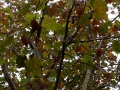 20151111_autum_shanghai