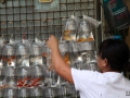 HongKong - Gold Fish Market