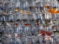 HongKong - Gold Fish Market