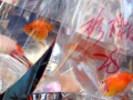 HongKong - Gold Fish Market