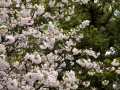 Japan - Imperial Palace Tour