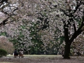 Japan - Kirschbluete